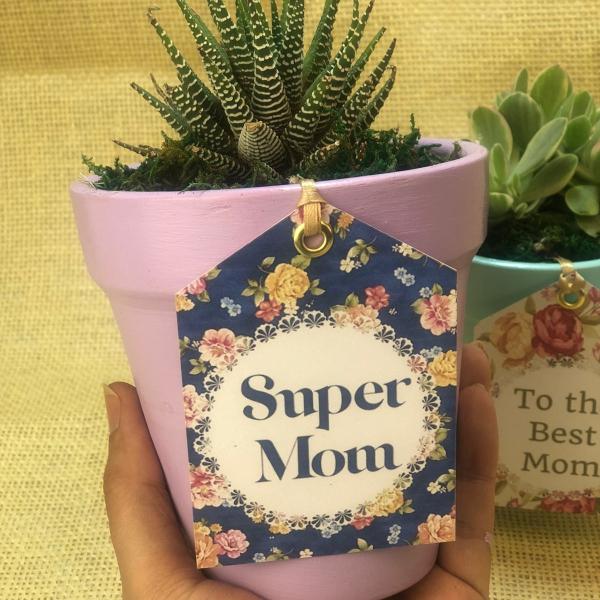 صبار في بوت ملون