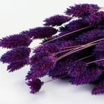 فلارس مجففه