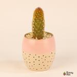 صبار في بوت ملون