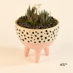 صبار في بوت ملون