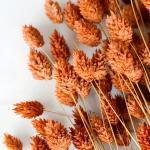 فلارس مجففه