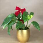 بوت بالبوتس الطبيعي