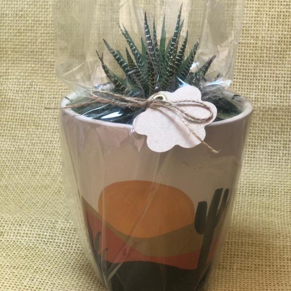 صبار في بوت ملون