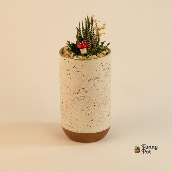 صبار في بوت ملون