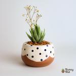 صبار في بوت ملون