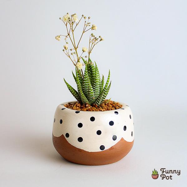 صبار في بوت ملون