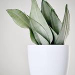 صبار في بوت ملون