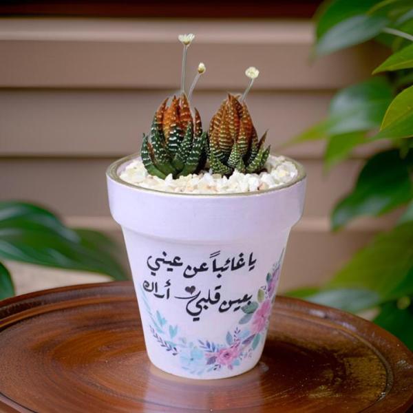 صبار في بوت ملون