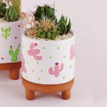 صبار في بوت ملون