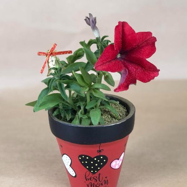 بوت بنبات البتونيا الطبيعي