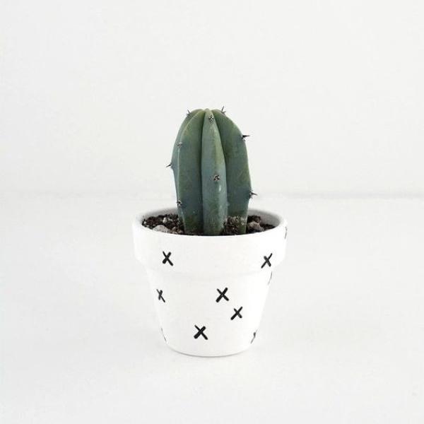 صبار في بوت ملون