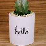 صبار في بوت ملون