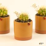 صبار في بوت ملون