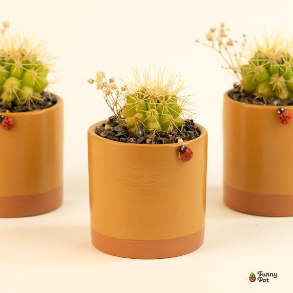 صبار في بوت ملون