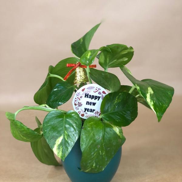 بوت بالبوتس الطبيعي