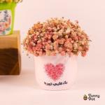 بوت بيبي فلاور