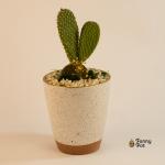 صبار في بوت ملون