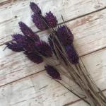 فلارس مجففه