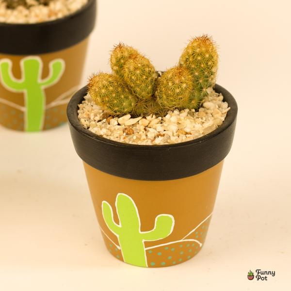 صبار في بوت ملون