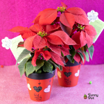 نبات بنت القنصل طبيعي