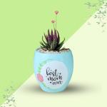 صبار في بوت ملون