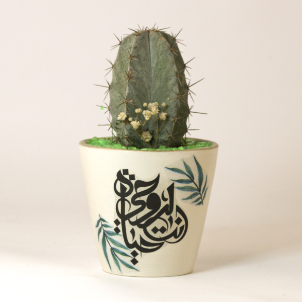 صبار في بوت ملون