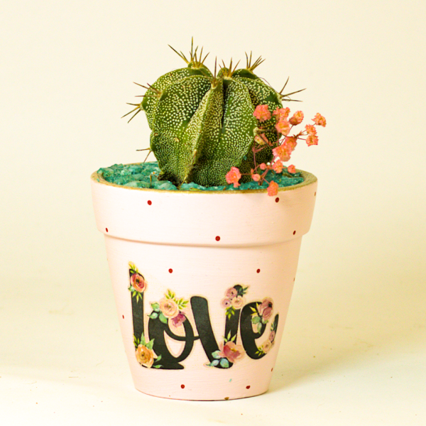 صبار في بوت ملون