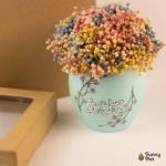 بوت بيبي فلاور