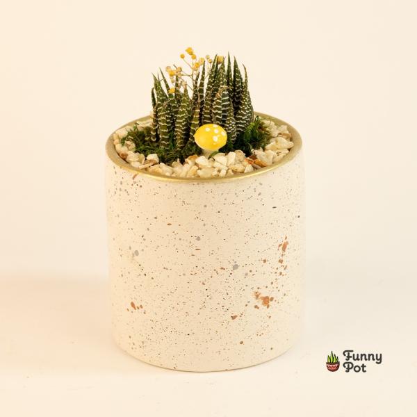 صبار في بوت ملون