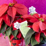 نبات بنت القنصل طبيعي