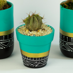 صبار في بوت ملون