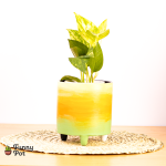 بوت بالبوتس الطبيعي