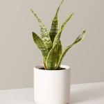 صبار في بوت ملون