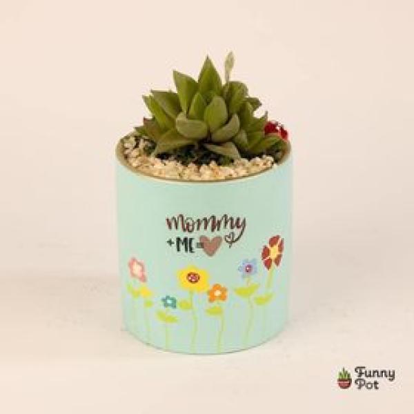 صبار في بوت فخار  ملون