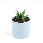 صبار في بوت ملون