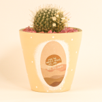 صبار في بوت ملون