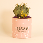 صبار في بوت ملون