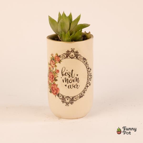 صبار في بوت ملون