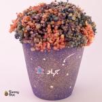 بوت بيبي فلاور