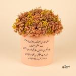 بوت بيبي فلاور