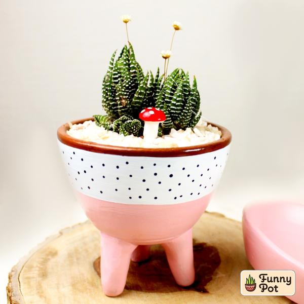 صبار في بوت ملون