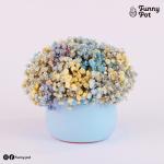 بوت بيبي فلاور