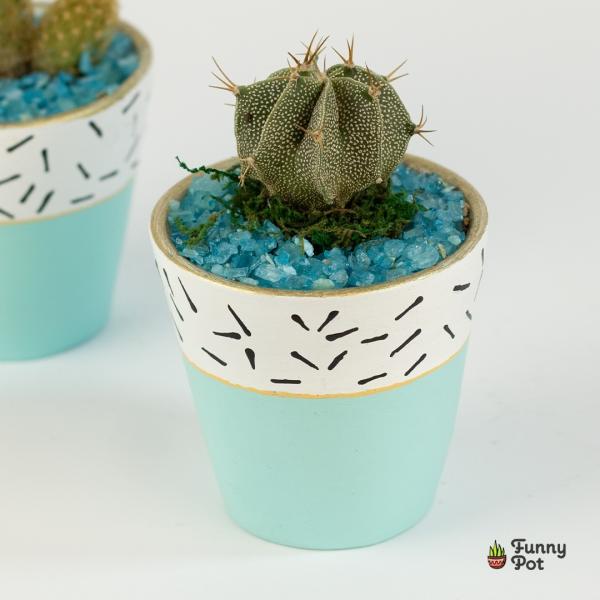 صبار في بوت ملون