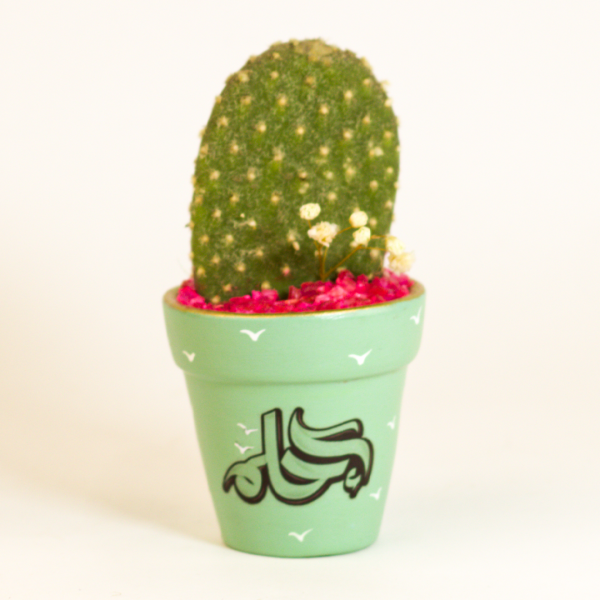 صبار في بوت ملون