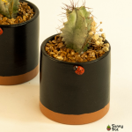 صبار في بوت ملون