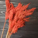 بامبوس ناعم مجفف