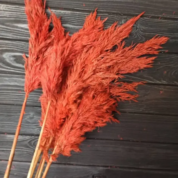 بامبوس ناعم مجفف