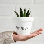 صبار في بوت ملون