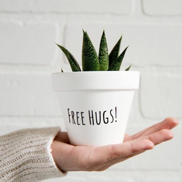 صبار في بوت ملون