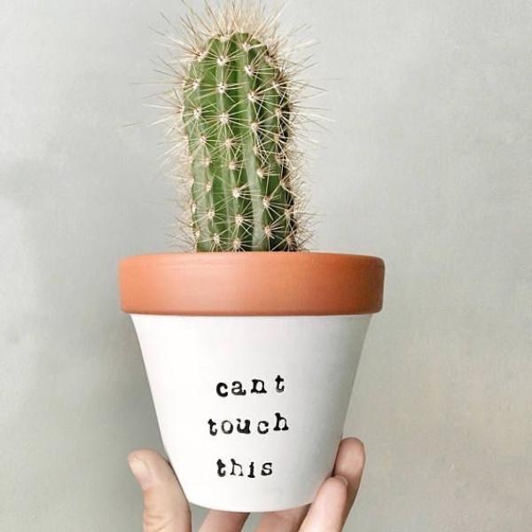 صبار في بوت ملون